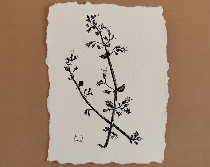 Botanical Sketch: ORIGINAL Ink Drawing, Simple Wildflower 4x6 inches
