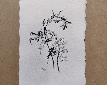 Fern Leaf Botanical Sketch, Pen and Ink Artwork Original Drawing Fern Illusrtation Wildflower Sketch Art Work