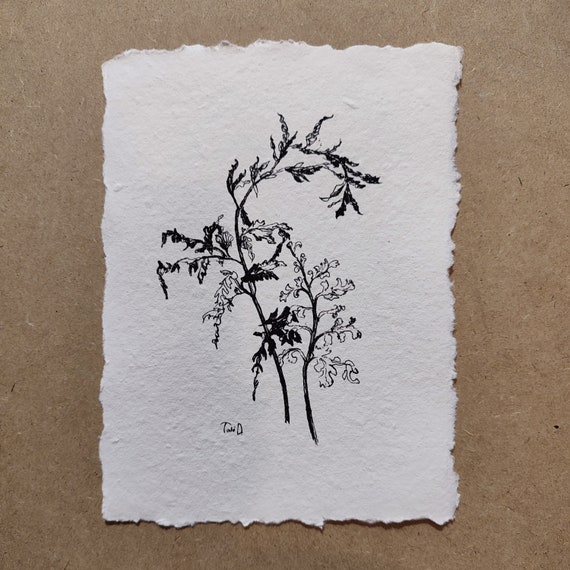 Fern Leaf Botanical Sketch, Pen and Ink Artwork Original Drawing Fern Illusrtation Wildflower Sketch Art Work