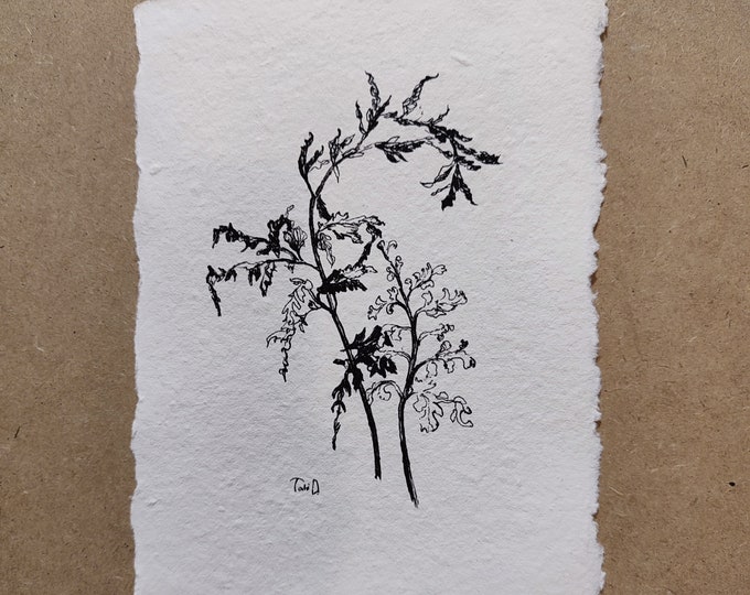 Fern Leaf Botanical Sketch, Pen and Ink Artwork Original Drawing Fern Illusrtation Wildflower Sketch Art Work