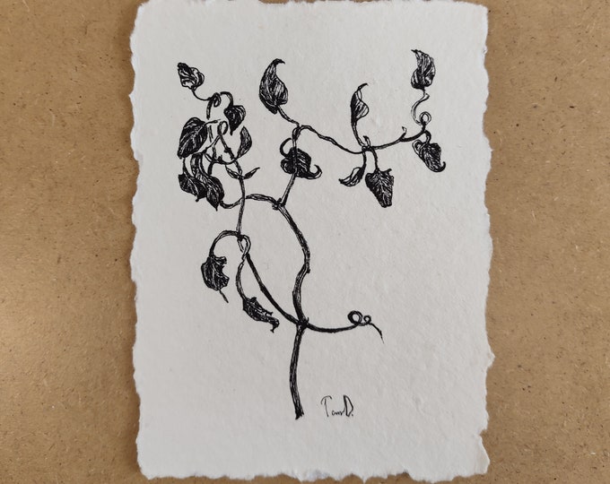Botanical Wall Art: Original Ink Drawing, Simple Flower Grasses 4x6 inches