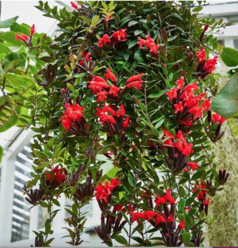 Mona Lisa Lipstick Aeschynanthus Radicans Etsy