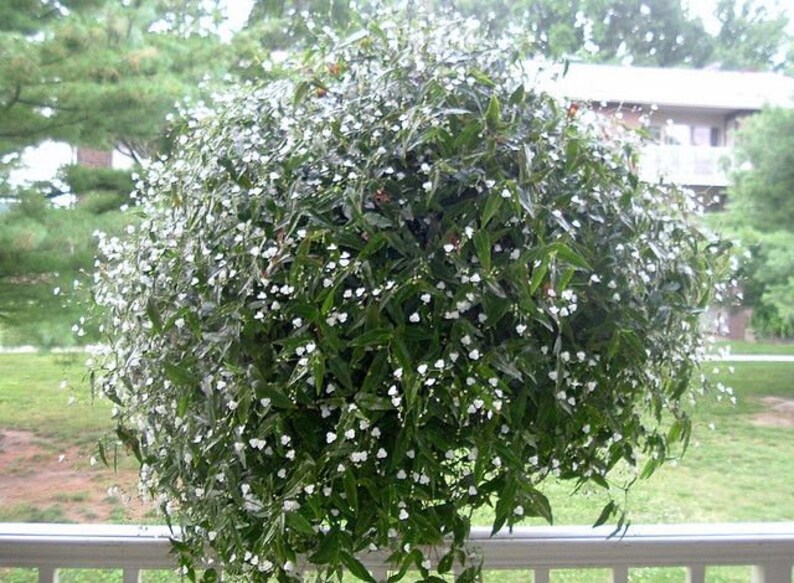 Tahitian Bridal Veil tradescantia Multiflora Etsy