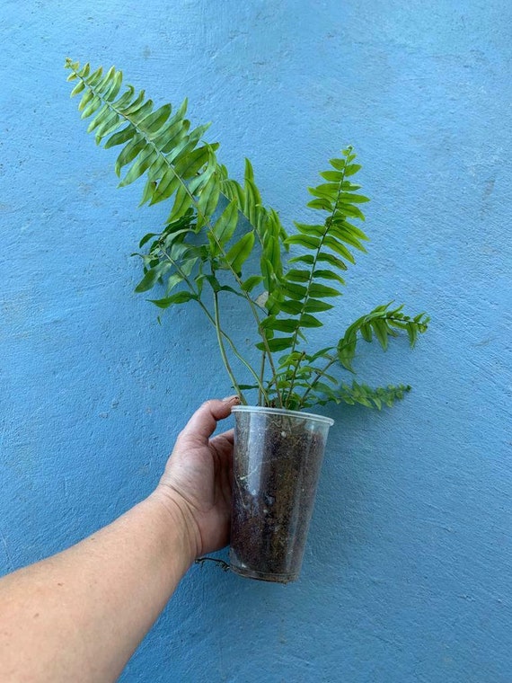 MACHO Fern Plants Roots FLORIDA HOUSEPLANT /outdoor Etsy
