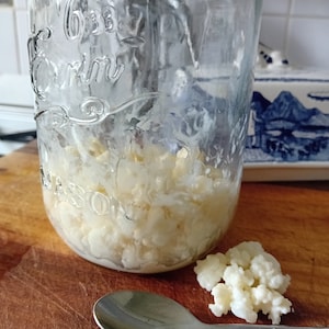 10g fresh Kefir Grains grown in 100% organic whole milk for making your own fresh kefir every day. It's easy, have a go image 1