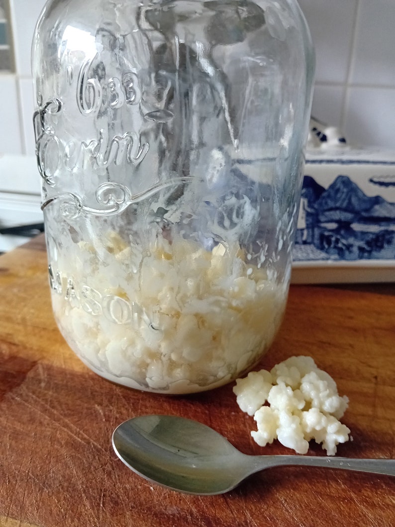 10g fresh Kefir Grains grown in 100% organic whole milk for making your own fresh kefir every day. It's easy, have a go image 1