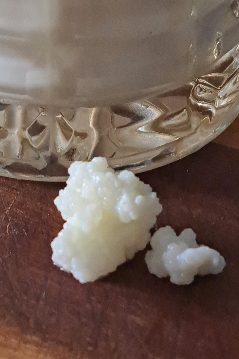 10g fresh Kefir Grains grown in 100% organic whole milk for making your own fresh kefir every day. It's easy, have a go image 5