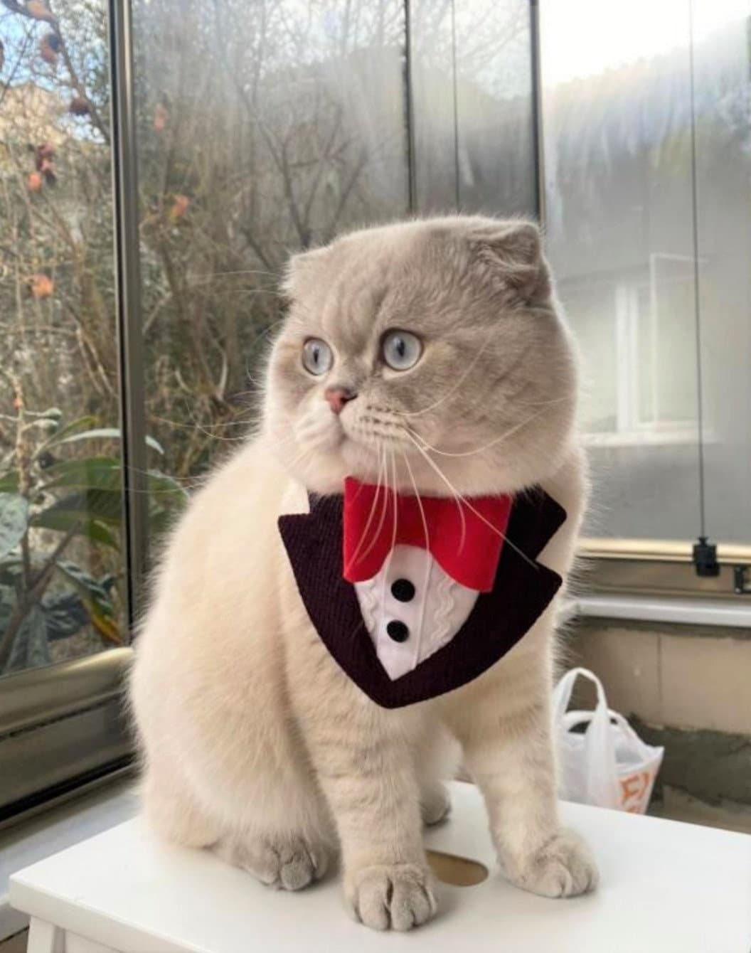 Elegant Style Cat Tuxedo, Costume for Cats, Cat Collar, Cat Bow Tie