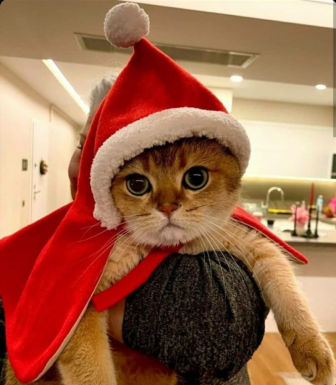 Santa Hat and 2 Pieces Christmas Cat Collar Pet Outfits Accessories for Christmas Pet Cosplay Party SATINIOR Christmas Cat Costume Includes Christmas Cat Cloak 