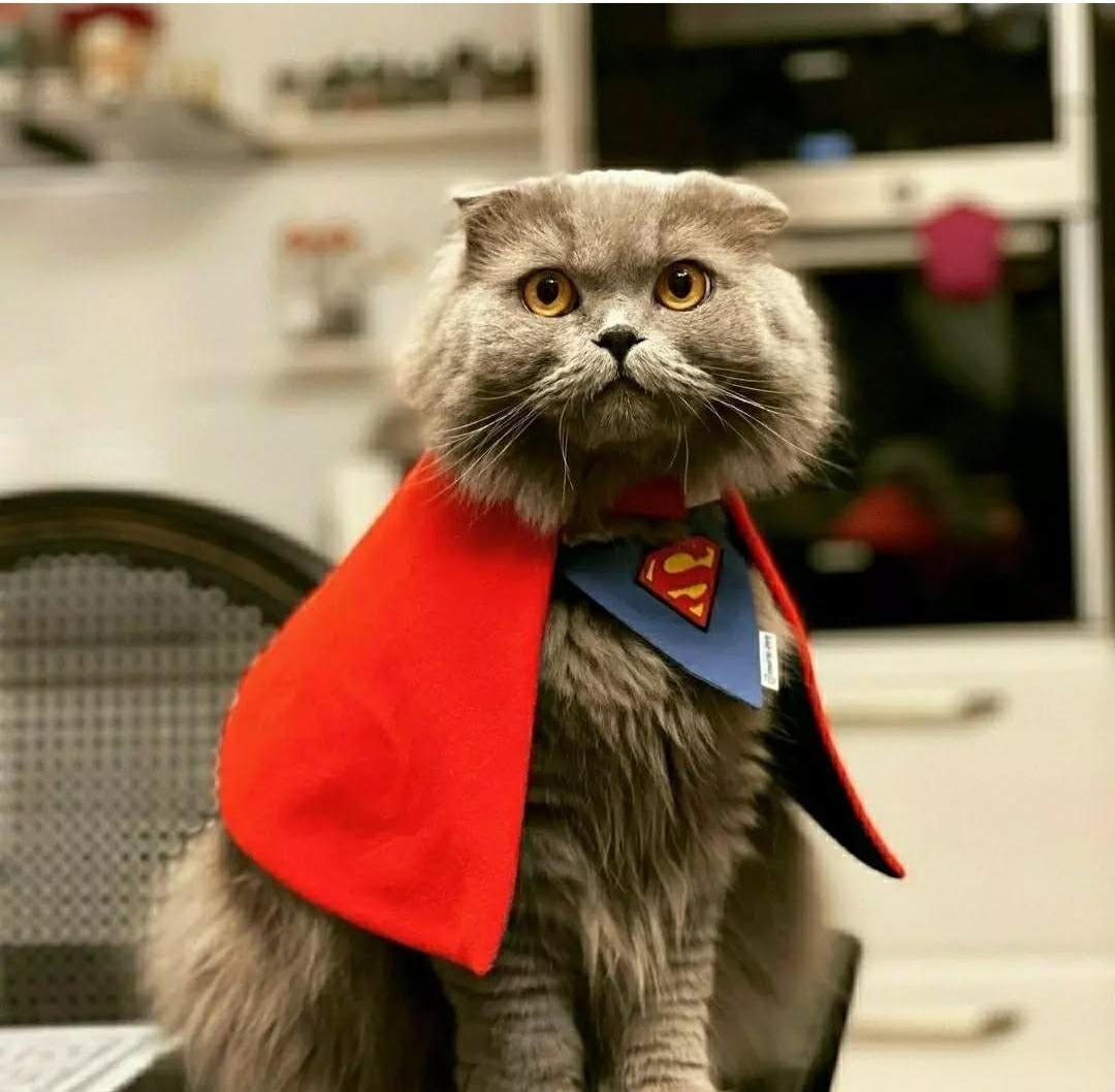 Super Cat Casino Poland — najlepsza aplikacja kasyno Supercat na Android i iPhone