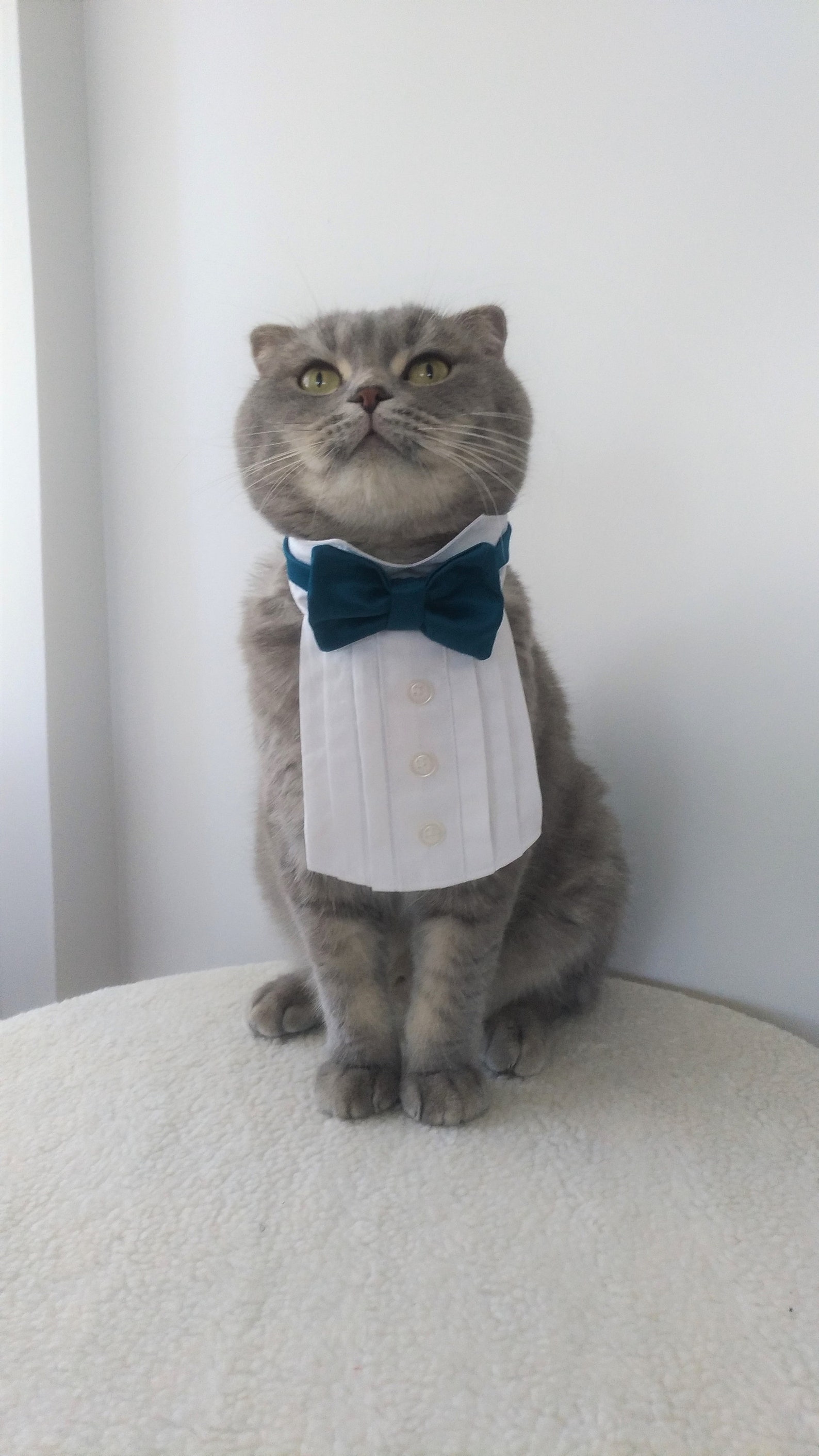 Elegant Style Cat Tuxedo Costume for Cats Cat Bow Tie Cat Etsy