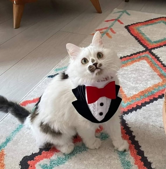 cat red bow tie
