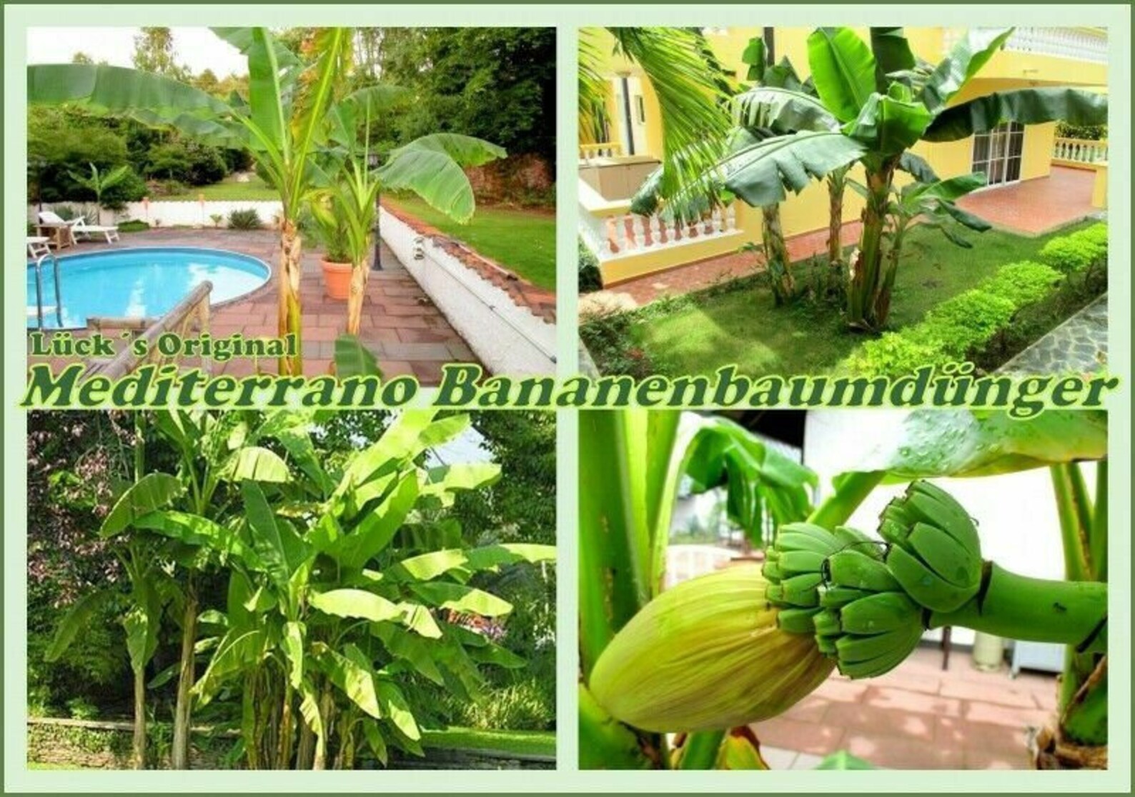 Banana fertilizer 10 Kg universal fertilizer Banana plants Etsy