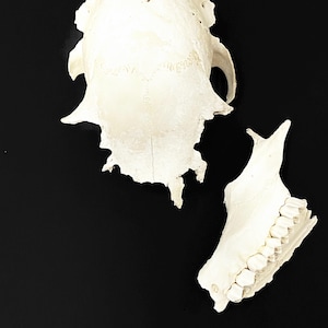 May include: A white animal skull with teeth, separated into two pieces. The skull is on a black background.