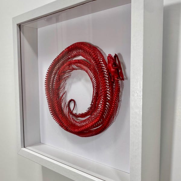 Blood Python