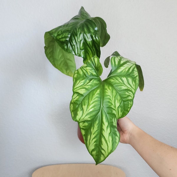 Philodendron Cercestis MIRABILIS, ROOTED Established Plant, U.S. Seller, FREE Priority Shipping