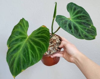Philodendron VERRUCOSUM Red Back,ESTABLISHED Rooted Plant, U.S. Seller, FREE Priority Shipping