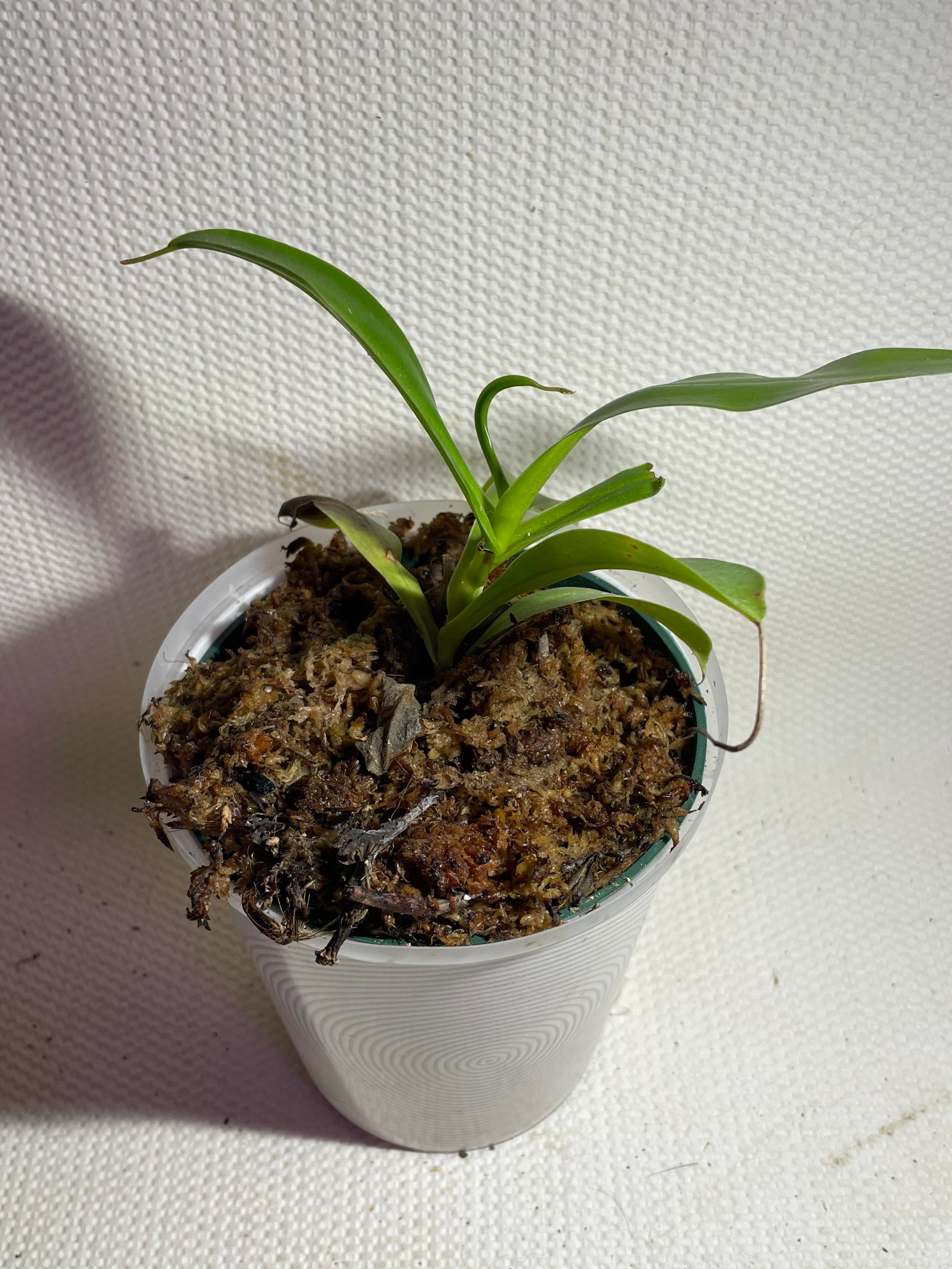 Baby Pitcher Plant carnivorous plant Etsy