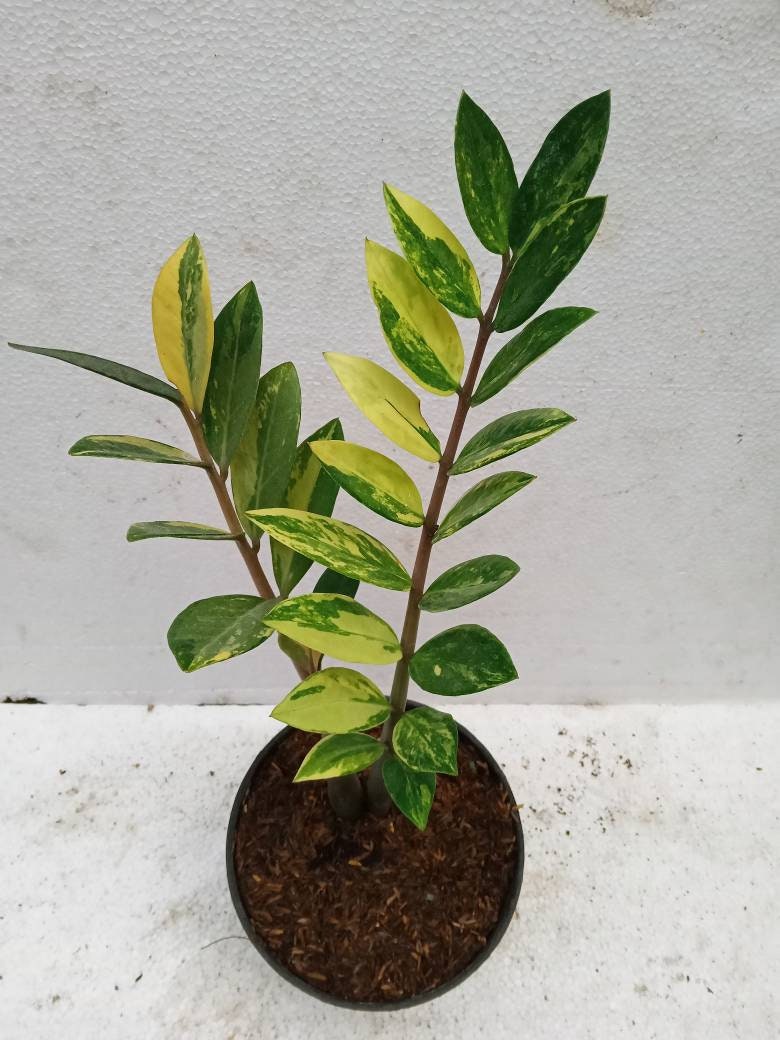Zamiaculcas zamiifolia zamia ZZ Plant variegated 2 Stem Free Etsy