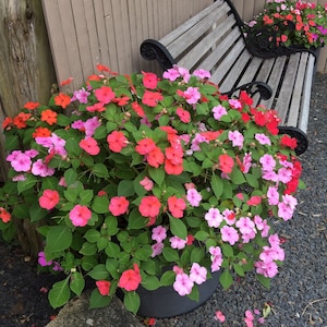 Xtreme Impatiens Seeds (200+ Seeds in Mixed Colors)