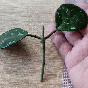 Hoya obovata f/cut