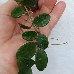 Hoya cv. Mathilde (éclaboussure)