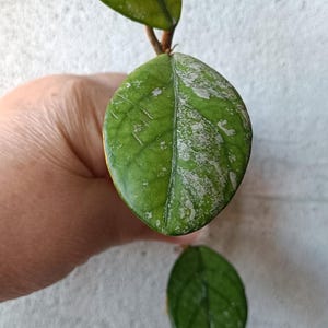 Hoya wilbur graves fresh cuttings