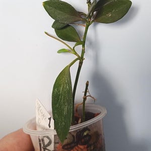 Hoya IR-26 (1-2-5)