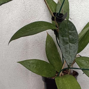 Hoya Amoena Plant