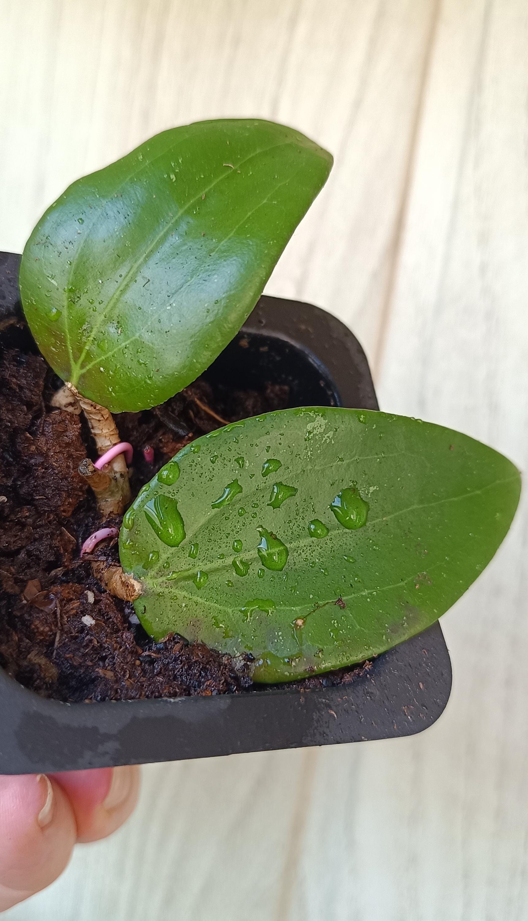 Hoya thomsonii - Etsy 日本
