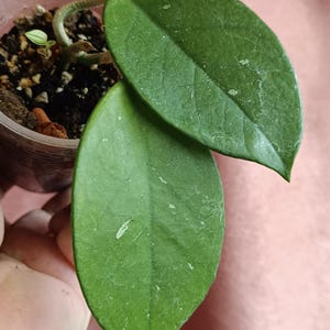 Hoya Rosita3