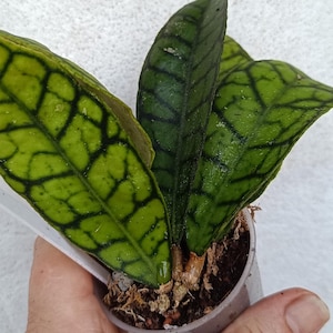 Hoya callistophylla