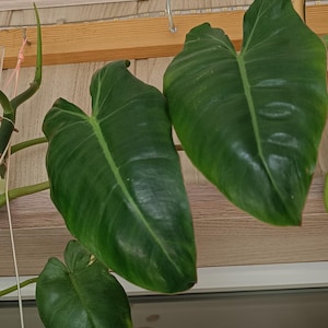 Philodendron Paraiso verde-stekken
