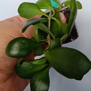Heuschkeliana de Hoya