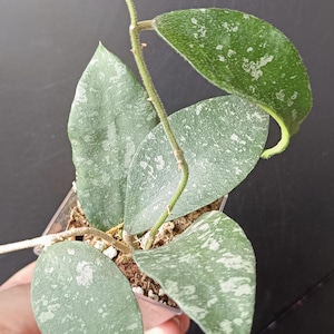 Hoya phuwuaensis (Formerly Hoya sp. Phu Wua)