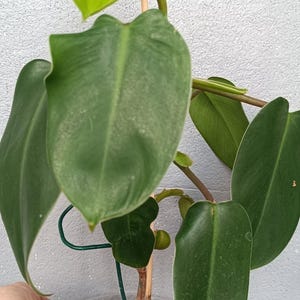 Philodendron vert émeraude