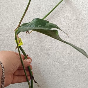 Epipremnum pinnatum variegata(E1-A1-4)