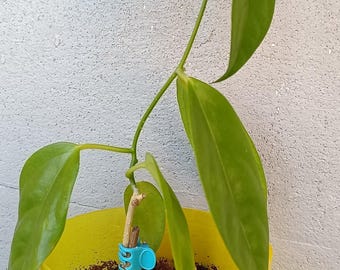 Hoya halconensis, pianta della cera