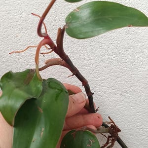 フィロデンドロン レッドエメラルド