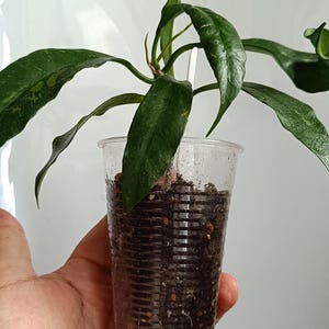 Hoya griffithii