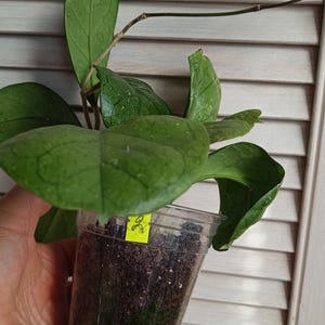 Könnte beinhalten: Eine Hoya-Pflanze mit dicken, wachsartigen, dunkelgrünen Blättern und sichtbaren Blattadern. Die Pflanze befindet sich in einem durchsichtigen Kunststoffbecher mit dunkler Erde und hat ein kleines gelbes Etikett mit der handgeschriebenen Zahl 2.