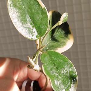 Hoya Australis Bonie