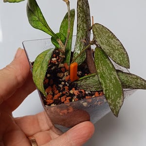Hoya sigillatis