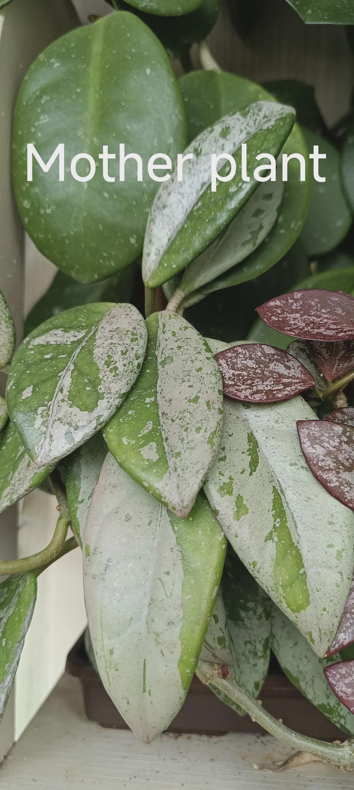 HOYA carnosa wilbur graves ホヤ　ウィルバーグレイブス Hoya wilbur graves - Etsy 日本