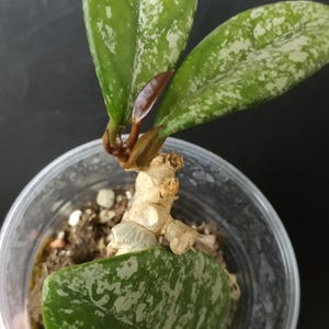 Hoya #wilbur graves