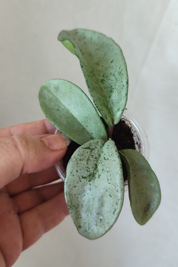 Hoya Grey Ghost - Etsy