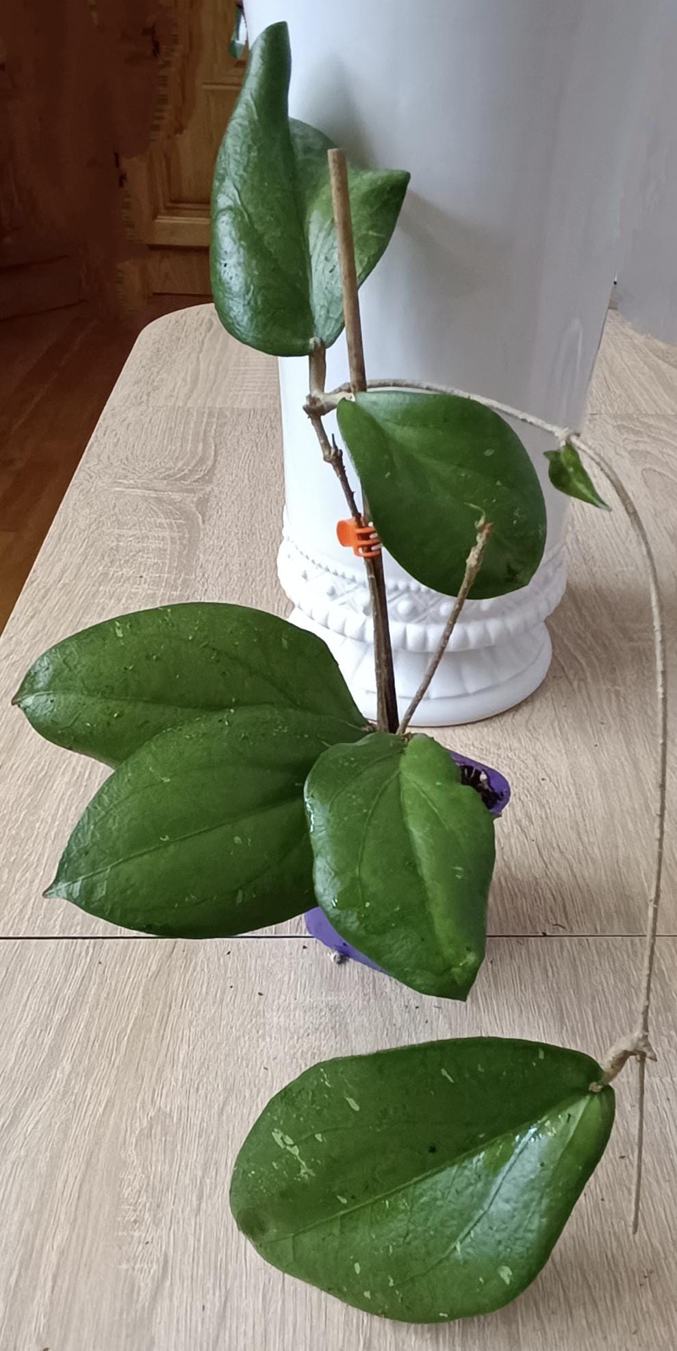 Hoya erythrina - Etsy 日本 Hoya erythrina - Etsy 日本