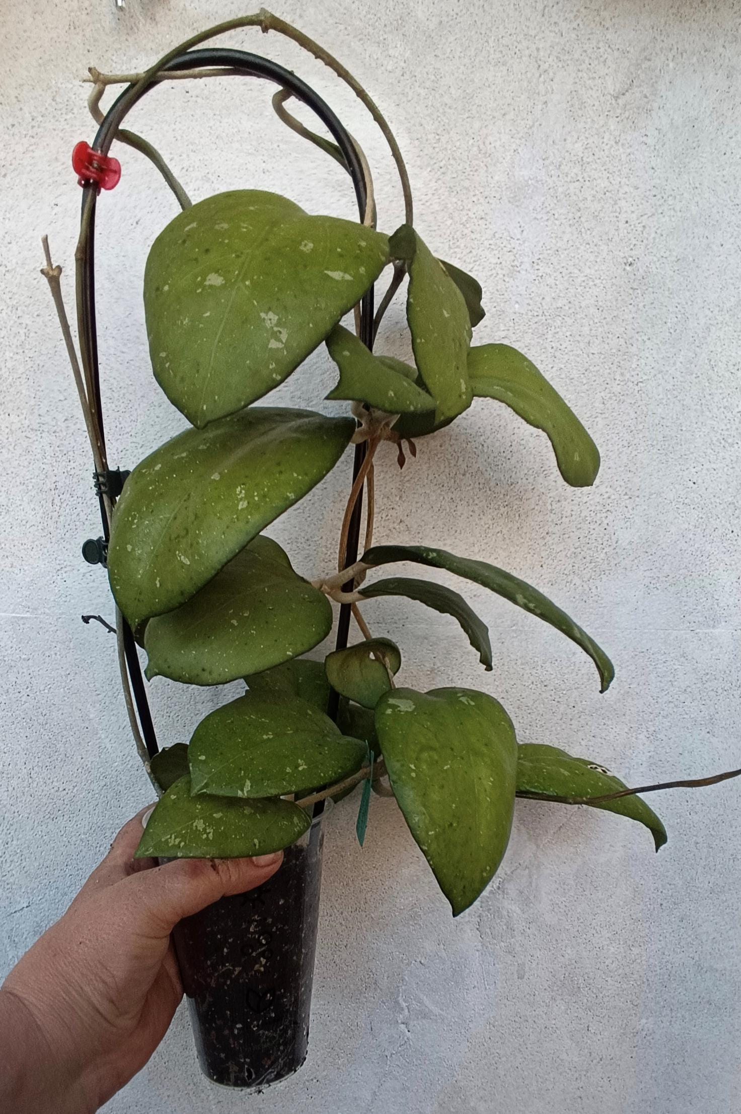 Hoya cv joy - Etsy 日本