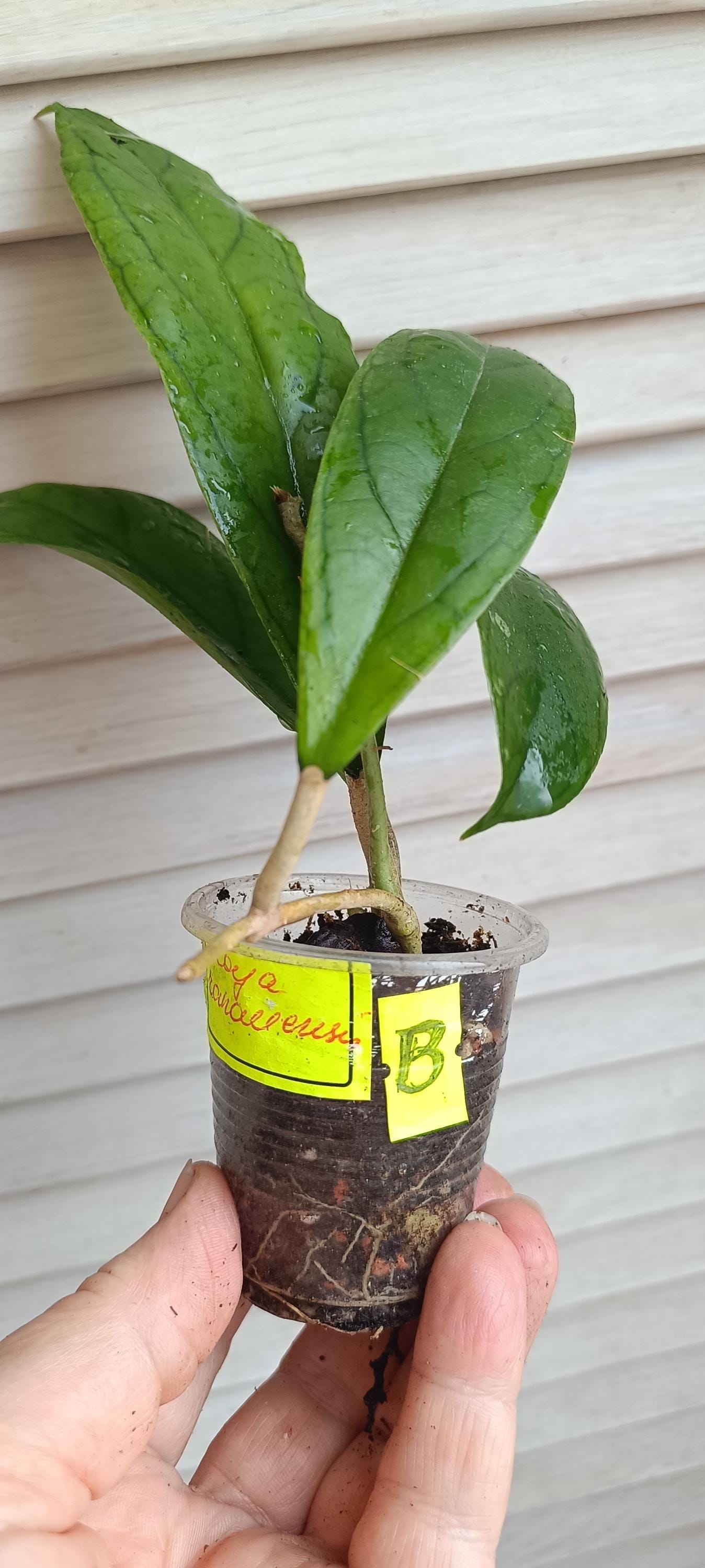 Hoya caudata gold - Etsy 日本
