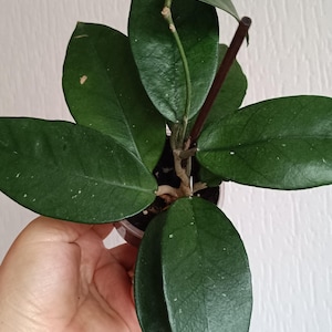 Hoya Carnosa Jamal